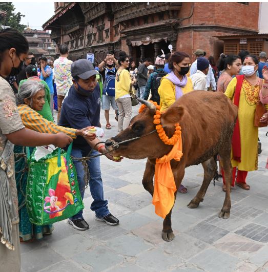गाईजात्रा दिवंगत आफन्तको सम्झना गर्दै मनाइयो